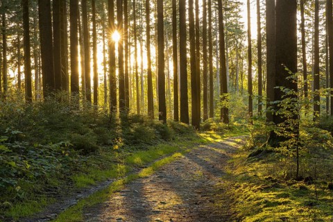 Forest path through a coniferous forest in the morning sun, Grünbach, Vogtland, Saxony, Germany,