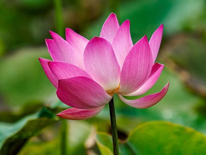 Lotus flower (Nelumbo) blossom, Sulawesi, Indonesia, Asia