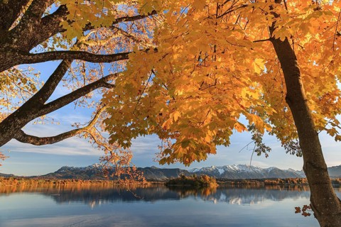 Autumn coloured trees, mountains, lake, reflection, evening light, sunny, Staffelsee, Alpine