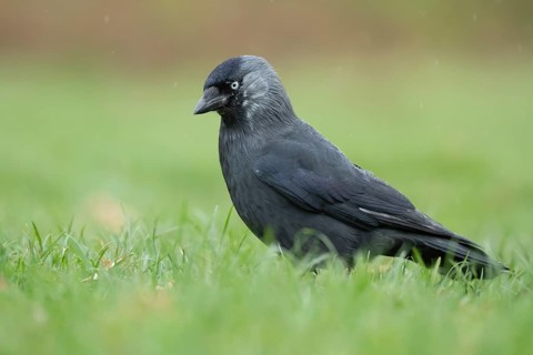 Jackdaw (Corvus monedula) adult bird on a garden grass lawn, England, United Kingdom, Europe