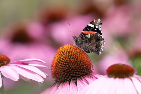 Red admiral butterfly (Vanessa atalanta) adult insect feeding on garden Cone flower (Echinacea