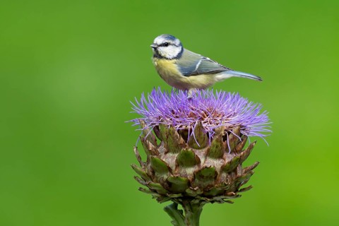 Blue tit (Cyanistes Caeruleus) adult bird on a garden Artichoke thistle flower in the summer,