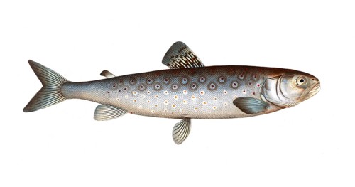 Fish, Fish, Salmon family, Salmo goedenii, the lake trout, the goeden's family of salmon fish,