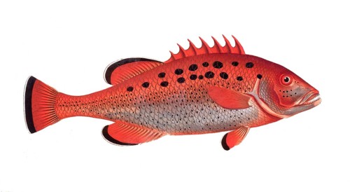 Fish, Fish, Wrasse family, Bodianus apua, the Apua, the Apue, Historical, digitally restored