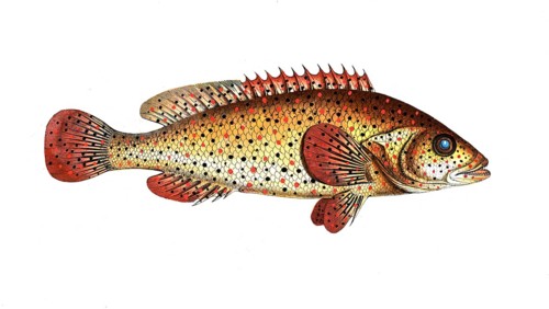 Fish, fishes, genus of hussar fishes, Holocentrus punctatus, the punctulated Sogo, the punctulated