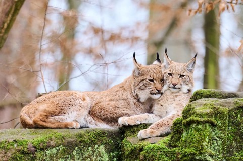 Eurasian lynx (Lynx lynx) mother with her youngster lying on a rock, Bavaria, Germany, Europe