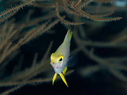 A single fish with yellow fins, Golden damselfish (Amblyglyphidodon aureus) juvenile, swimming in