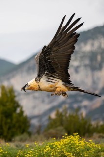 Bearded Vulture (Gypaetus barbatus) adult bird in flight with mountains in the backround, Pyrenees,