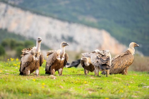 Gathering of griffon vultures (Gyps fulvus) at a meadow in autumn, Pyrenees, Catalonia, Spain,