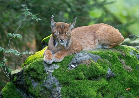 Eurasian lynx (Lynx lynx) lying on a moss-covered rock in the forest and sleeping, Germany, Europe