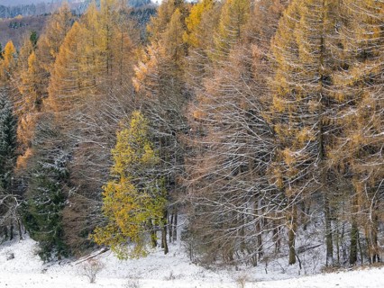 A landscape view of Larch (Larix europaea) trees in autumn colour, with snow covered scenery, in