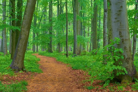 Quiet forest path surrounded by beech trees, spring, Hainich National Park, Thuringia, Germany,