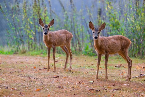 Two roe deer fawns (Capreolus capreolus) cross a meadow