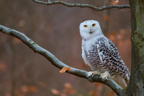 Snowy owl on branch (Bubo scandiacus) captive, Czech Republic, Europe