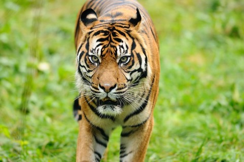 Tiger staring intensely while roaming through grass, Sumatran tiger (Panthera tigris sumatrae),