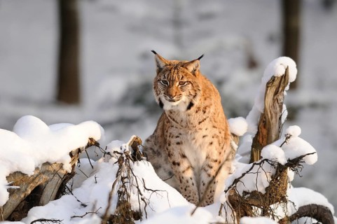 A lynx sits amidst snow and tree trunks and looks directly into the camera, Carpathian lynx (Lynx
