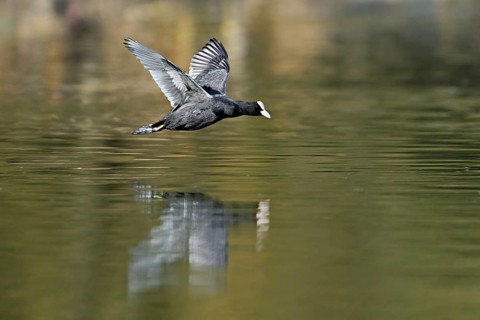 Eurasian Coot (Fulica atra), adult bird flying over the water, Flachsee, Canton Aargau,