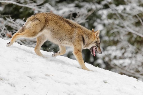 A young grey wolf (Canis lupus lupus) runs across the sloping, snow-covered meadow at the edge of a