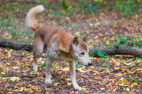 One New Guinea singing dog or New Guinea Highland dog (Canis hallstromi) (Canis dingo hallstromi,