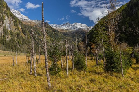 View along the Seebach valley with some dead trees in the foreground, Mallnitz, Carinthia, Austria,