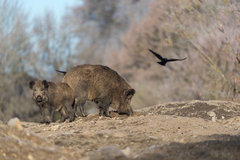 Wild boar or wild pig (Sus scrofa), walking on frosted ground, trees and crows in the background