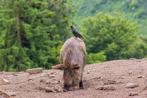 A wild boar or wild pig (Sus scrofa), walks across an opening searching for food. A western jackdaw