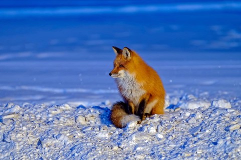 Red fox (Vulpes vulpes), winter, sitting in the snow, evening light, Yukon Territory, Canada, North