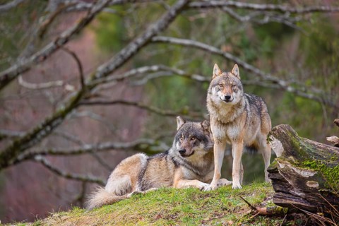 Two eurasian gray wolves (Canis lupus lupus), the alpha couple, stand on top of a small hill