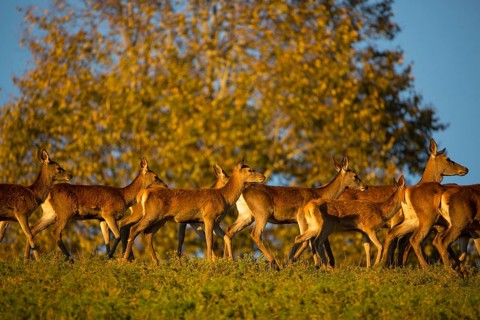 A herd of female red deer standing on a meadow in sweet evening light