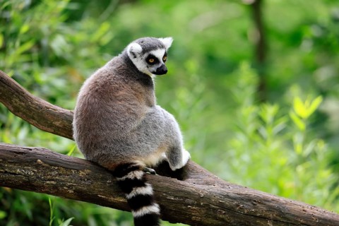 Catta (Lemur catta) adult, sitting on tree, Magaskar