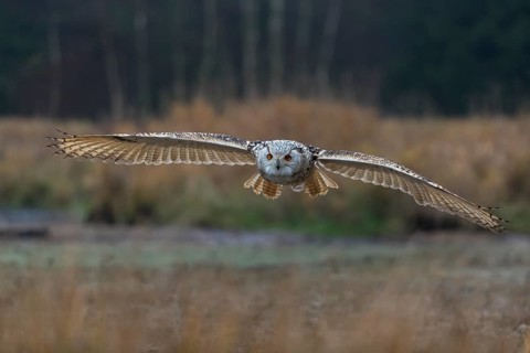 One Siberian Eagle Owl (Bubo bubo sibiricus) flying over tall reed grass lakeshore on an autumnal