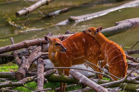 A female adult Congo sitatunga or forest sitatunga, Tragelaphus specii gratus stands with her calf