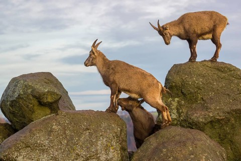 Two ibex (Capra ibex), a male and a female, stand on a rock. The male shows some flehming and