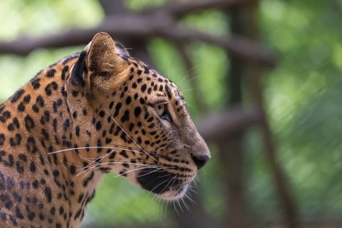 One Sri Lanka Leopard, Panthera pardus kotiya, sideview portrait