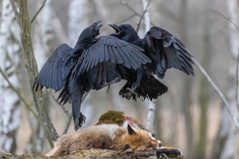 Two common raven (Corvus corax), fighting and feeding on the carcass of a red fox lying on stones