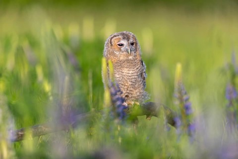 One young Ural owl (Strix uralensis) sitting on a branch lying in a field of flowering lupines in