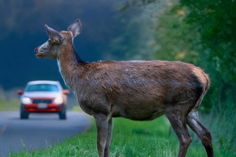 Symbolic image Danger due to deer crossing: A deer stands on a country road with an approaching car