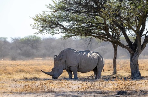 Southern white rhinoceros (Ceratotherium simum simum), rhino in the savannah under a tree, Khama