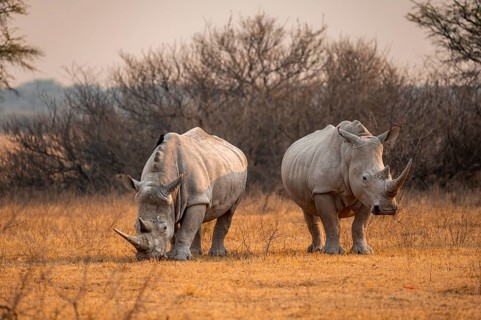 Southern white rhinoceros (Ceratotherium simum simum), two rhinos in the evening light, Khama Rhino