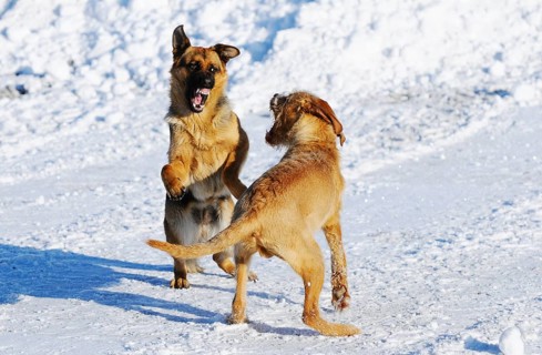 Two dogs play happily in the snow and show lively movements with joyful expressions, German