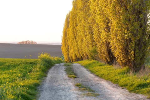 An avenue of poplars (populus) characterising the landscape in the evening light, Lommatzscher
