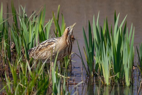 Eurasian or Great bittern (Botaurus stellaris) adult bird in a reedbed in spring, England, United