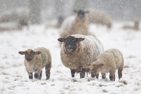 Domestic sheep (Ovis aries) adult mother ewe and two juvenile baby lambs farm animals in a snow