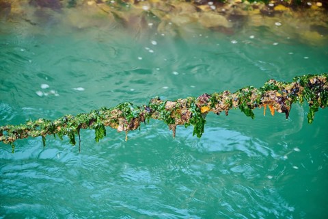 Chain overgrown with algae and shells at the harbor of burano, venice
