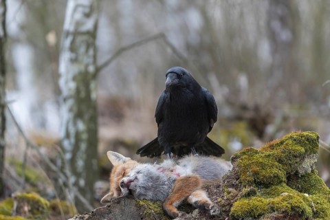 One common raven (Corvus corax), feeding on the carcass of a red fox lying on stones in a forest of