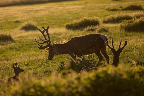Two male Altai maral, Altai wapiti or Altai elk (Cervus canadensis sibiricus) roaming over a meadow