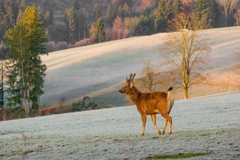 A sambar deer (Rusa unicolor), standing on a frozen meadow in the early morning light