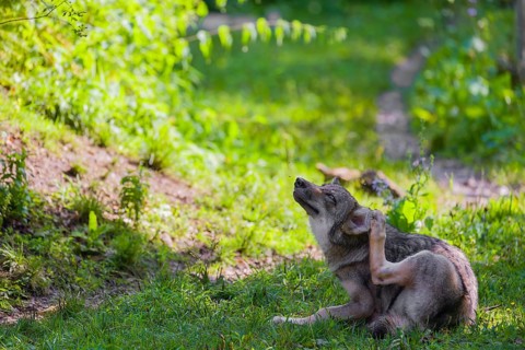 A gray wolf pup (Canis lupus lupus) sits on a green meadow and scratches himself with his hindleg