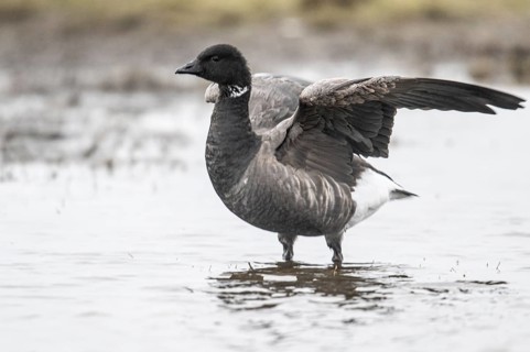 Brent goose (Branta bernicla), Amrum, Schleswig-Holstein, Germany, Europe