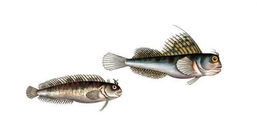 Fish, fishes, left: Blennius gattorugine, the sea deer. right: Blennius ocellaris, the